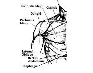 Nigerians evolve new muscles in arms and shoulders Nigerians evolve new muscles in arms and shoulders